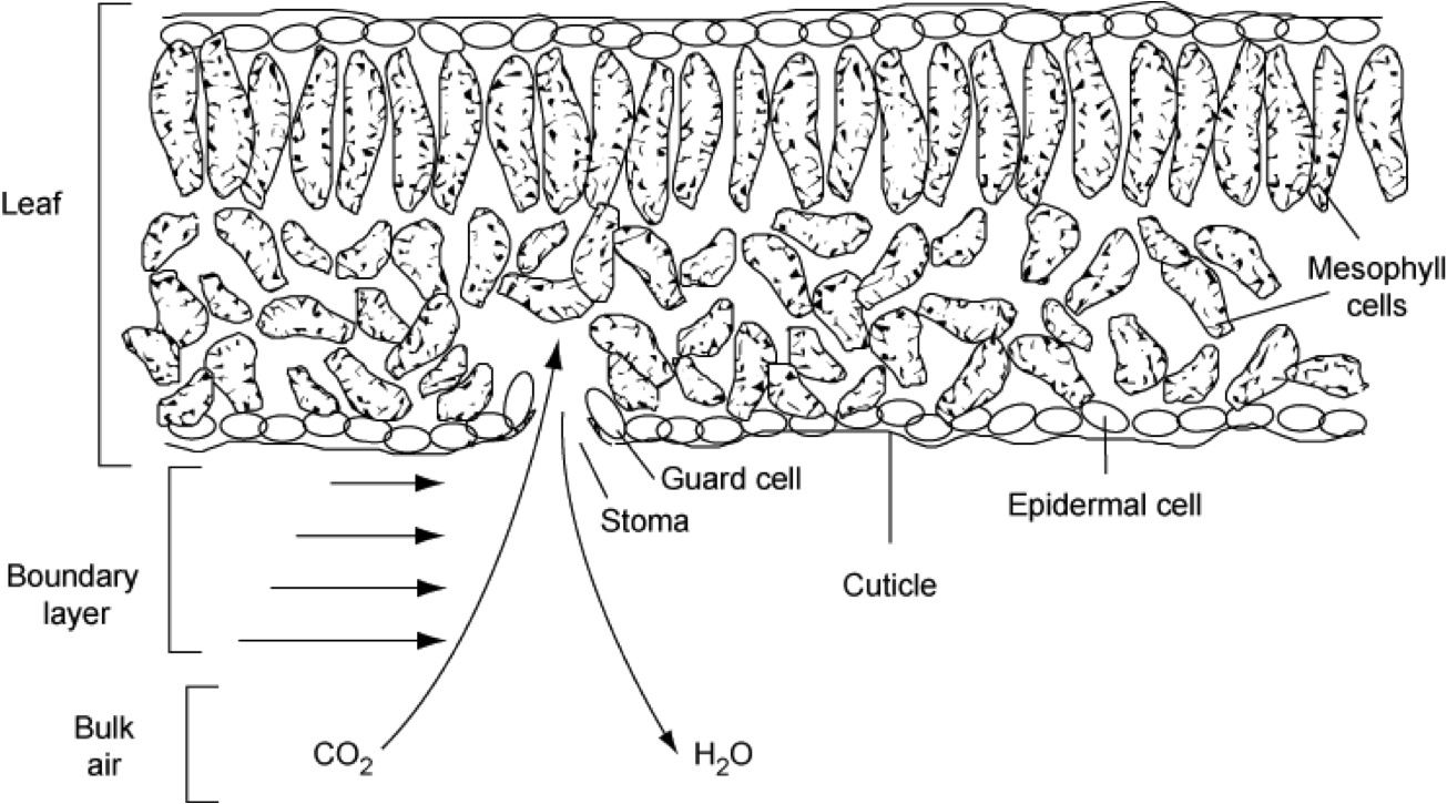 _images/stomata.png